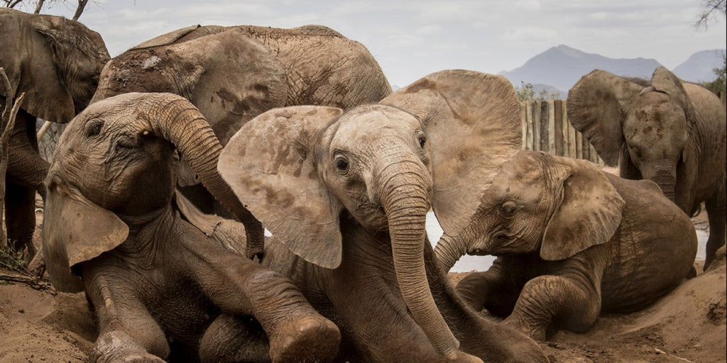 Save Elephants Protect Endangered Species